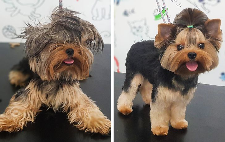 El mismo Yorkshire antes y después de su corte / The same Yorkshire before and after grooming
